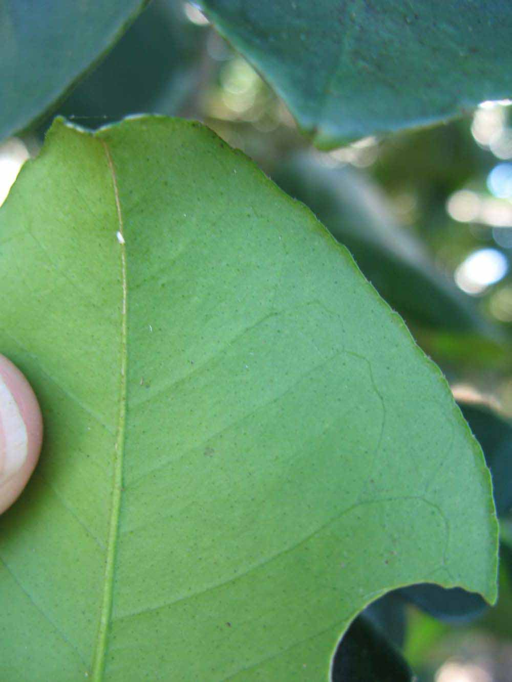            Margin (Winter Haven, FL)   